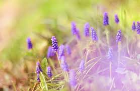 Как укоренить лист фиалки в воде