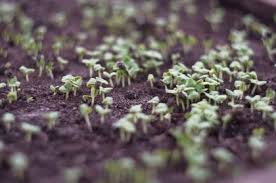 Как укоренить лист фиалки в воде