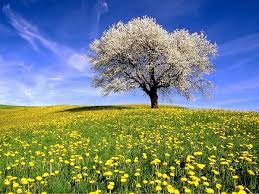 Сингониум желтеют листья что делать