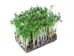 Флокс «Оранж перфекшн»: описание, рекомендации по выращиванию и размножению