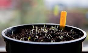 Брюква и репа в чем разница