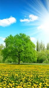 Почему не несутся куры несушки что делать