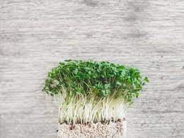 Эвкалипт дерево описание