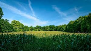 Самые дорогие комнатные растения