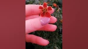 Как привить виноград весной на старый куст