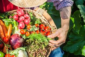 Цветы дубки низкорослые шаровидные