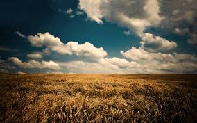 Тюльпаны после цветения что делать