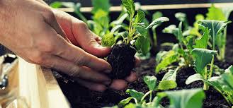 Тюльпаны после цветения что делать