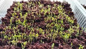 Пчеловодство с чего начать новичку