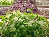 Сырой потолок в погребе что делать