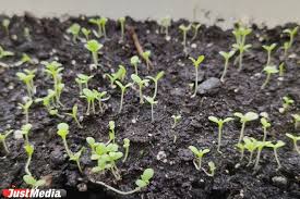 Можно ли использовать кроличий навоз как удобрение