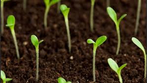 У гардении желтеют листья что делать