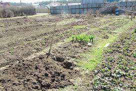 Что посадить после огурцов на следующий год