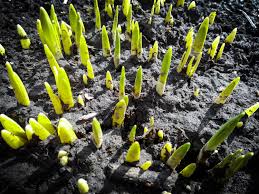 Желтые листья на герани что делать