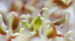 Что посадить после лука на следующий год