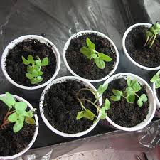 Клематисы «Вестерплатте»: описание, советы по выращиванию и разведению