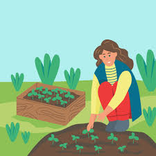 Почему драцена сбрасывает листья что делать