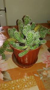 Рыжиковое масло из чего делается