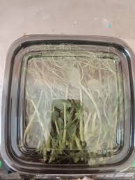 Рэо цветок уход в домашних условиях