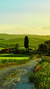 Сорта желтых петуний