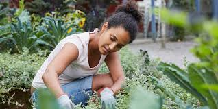 У декабриста вялые листья что делать