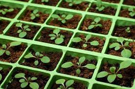 Соленые грибы забродили что делать