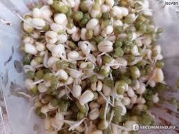 Чем удобрять фиалки для обильного цветения