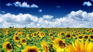 Высокая влажность в доме что делать