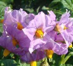 Как вырастить калину из семян