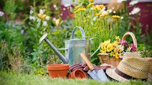 Цветок горечавка посадка и уход