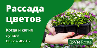 Прививка винограда прививочным секатором весной