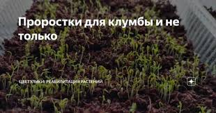 Почему не цветет гибискус что делать