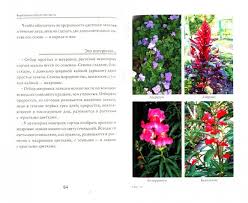 Колокольчик скученный (сборный): описание, посадка и уход