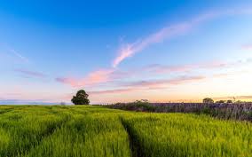 Прививка хвойных деревьев лучшие способы смотреть