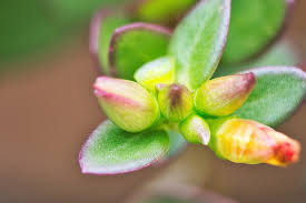 Драцена сохнут листья и опадают что делать