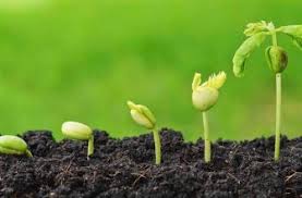 Расклев у кур что делать