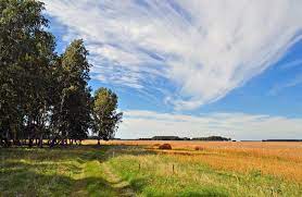 Белые сорта флоксов