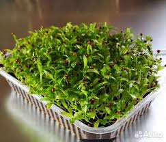 Орхидея ванда: описание и уход в домашних условиях