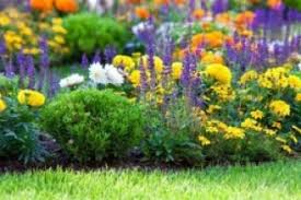 Чем заменить марганцовку для растений