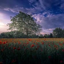 Какими растениями отгородиться от соседей по даче