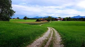 Комнатные цветы фикусы как ухаживать