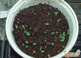 Природное земледелие с чего начать