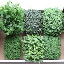 От чего зависит цвет гортензии