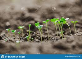 Пуансетия не краснеет что делать