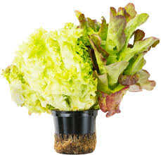 Для чего нужна перга пчелиная