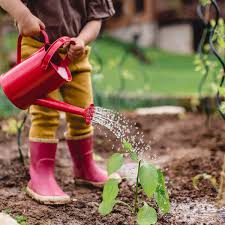 Что можно привить на черноплодную рябину