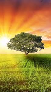 Петуния «Звездное небо»: характеристики сорта и советы по уходу