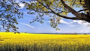 Как посадить гладиолусы весной правила рекомендации советы