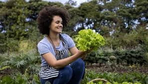 Почему желтеют листья у цикламена что делать