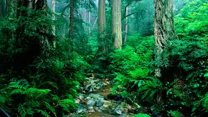 Махровые клематисы: сорта, посадка, уход и размножение